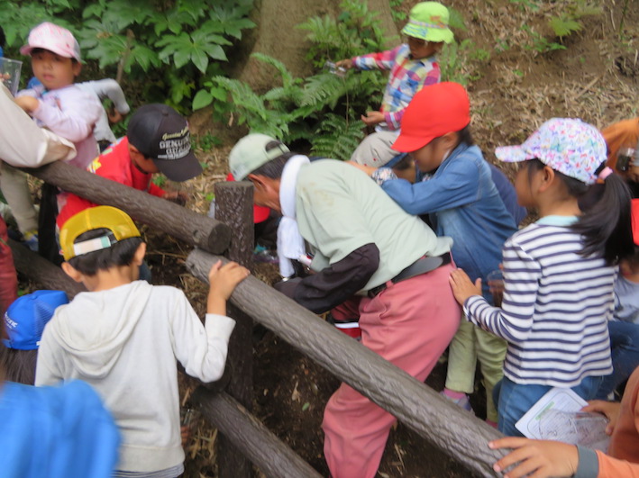 カブトムシ探し１