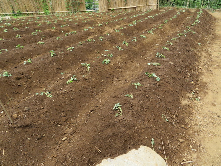 サツマイモの苗植付の実習