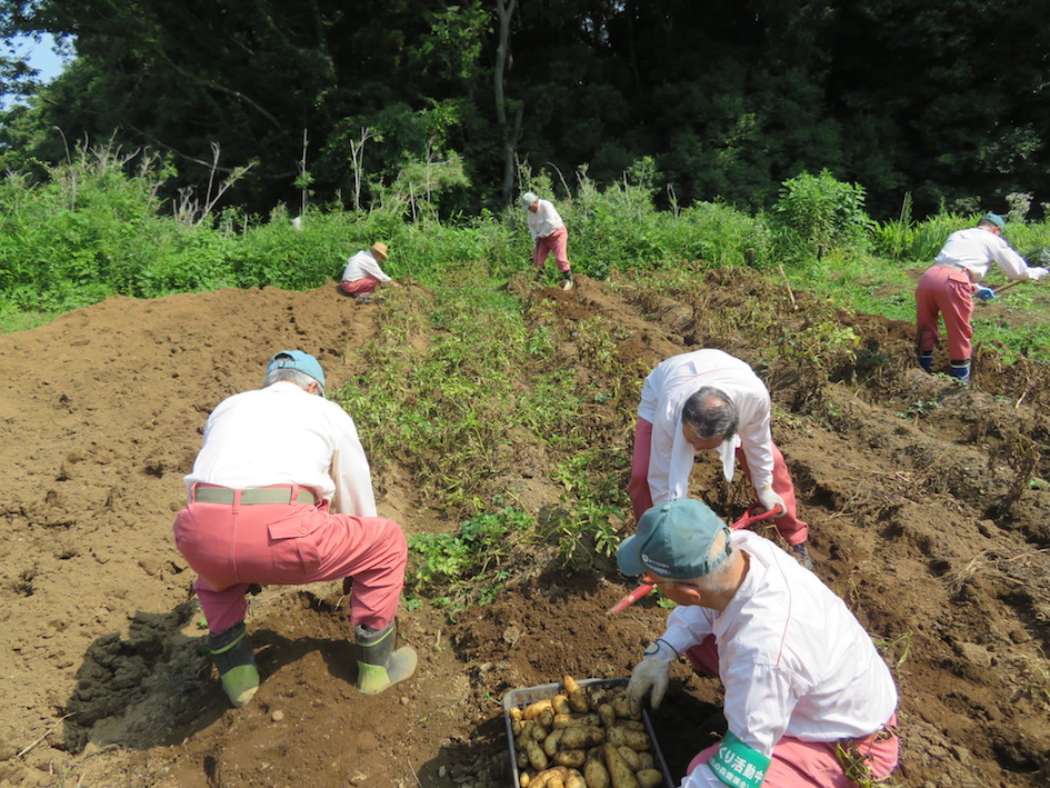 ジャガイモ収穫