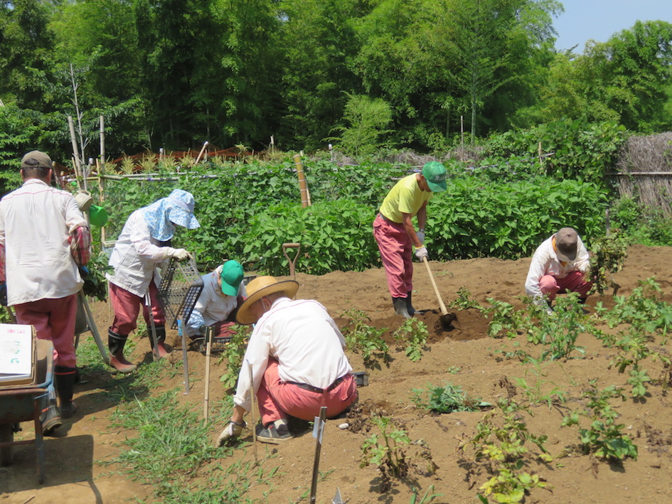 ジャガイモ収穫