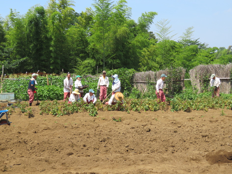 ジャガイモ収穫